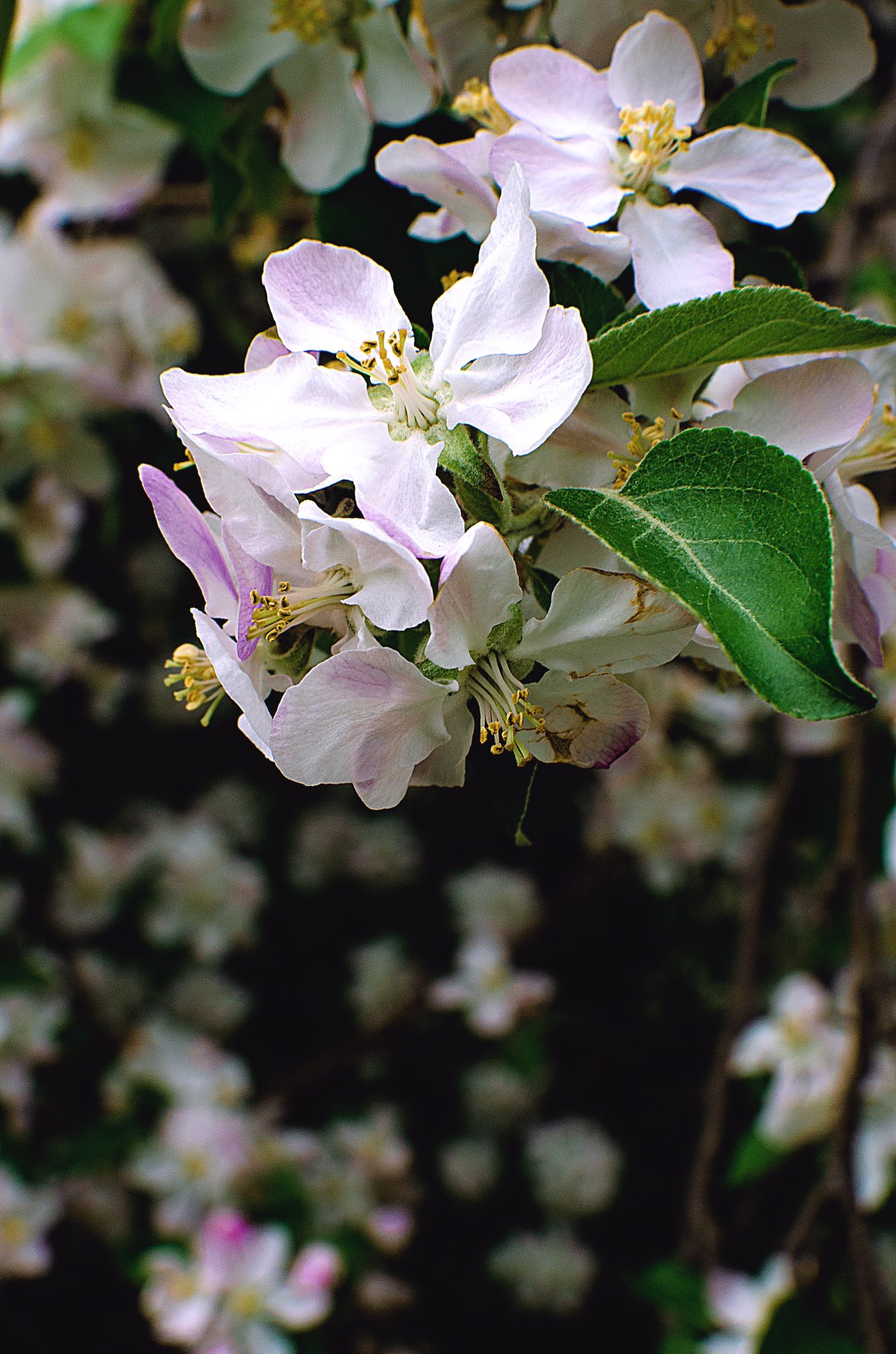 Close-up of delicate flowers hanging from a tree branch, predominantly white with soft pink and violet-tipped petals and a vibrant yellow center. The composition highlights the intricate color details and natural elegance.