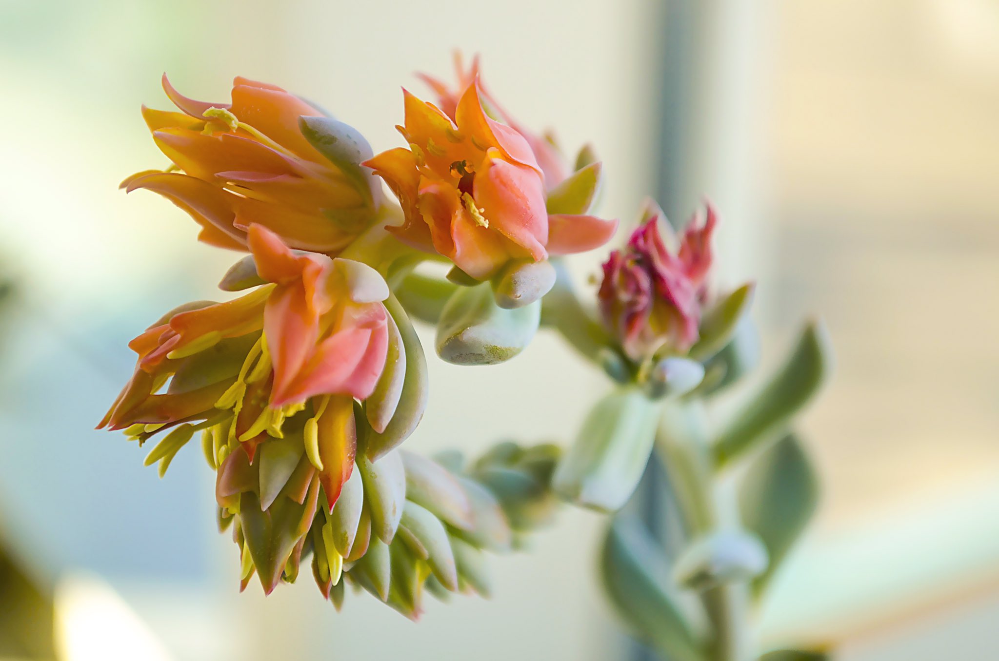A close-up of an indoor plant in mid-bloom, showcasing delicate petals beginning to unfurl in a calm, softly lit space.