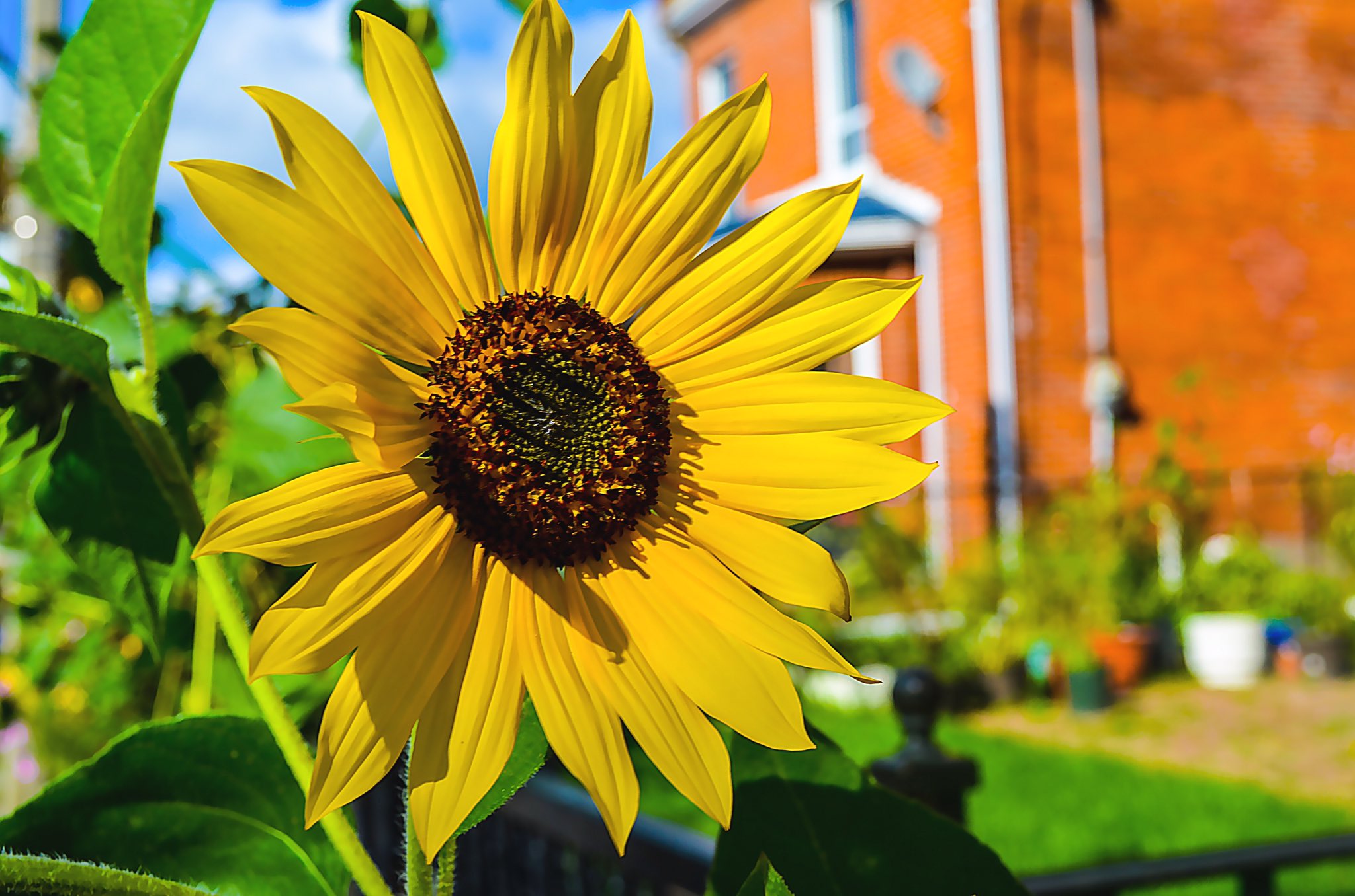 A vibrant yellow sunflower in full bloom, basking in the sunlight outdoors, radiating warmth and natural energy.